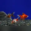 Assorted Fantail Goldfish 2" (Lot of 4)