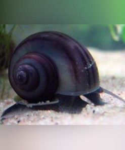 Midnight Mystery Snail
