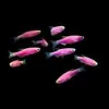 Galactic Purple Glo Danio