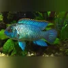 Electric Blue Acara Cichlid