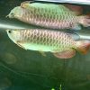 Hight Back Golden Arowana