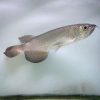 Leichardti Arowana For Sale