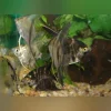 Assorted Angelfish Medium Size (Lot of 4)