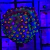 Cyphastrea Orange Coral Frag