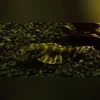 L-135 Candy Stripe Pleco
