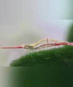 Rudolf the Red Nose Shrimp