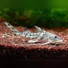 Farlowella Long Nose Catfish