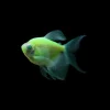 Glo Tetra Long-Fin Green