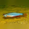 Long Fin Pearl Danio