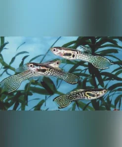 Green Cobra Endler - Male