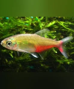 Green Fire Tetra