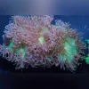 Elegance Coral