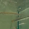 Marbled Gar