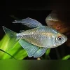 Diamond Tetra