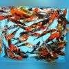 Assorted Butterfly Koi - 5" - 6" (Lot of 4)