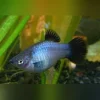 Neon Blue Wag Platy