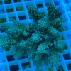 Fancy Tricolor Acropora