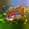 Apistogramma Sunset Dwarf Cichlid