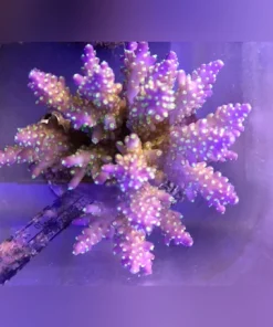 Fancy Tricolor Acropora