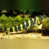 Queen Loach