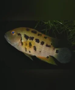 Atromaculatus Cichlid