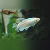 Congo Tetra Albino