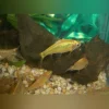 Gold Barb (Lot of 6)