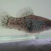 Blue Dalmation Platy