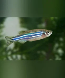 Zebra Danio
