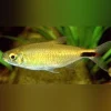 Alestes Tetra