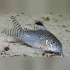 Punctatus Cory