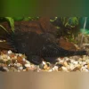 L-34 Medusa Pleco