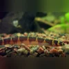 Banded Kuhli Loach