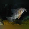 Sterbai Cory