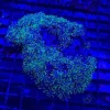 Green Star Polyps Coral