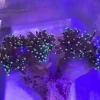 Green Torch Coral