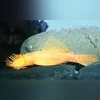 L-144 Bushynose Albino Pleco