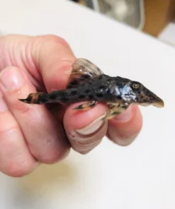 L-50 Cochliodon Pleco