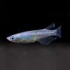 Blue Speckled Ricefish Click to expand Blue Speckled Ricefish Blue Speckled Ricefish