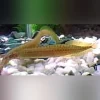 Yellow Tail Spiny Eel