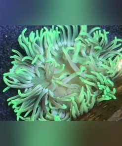 Long Tentacle Green Anemone