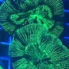 Open Brain Coral Green