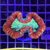 Open/Trachy Red Brain Coral