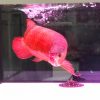 Blood Red Arowana Fish