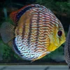 Green Tefe Discus WILD