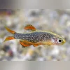 Galaxy Rasbora