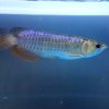 Blue Base Arowana Fish