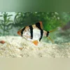 Tiger Barb