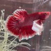 Halfmoon Betta Male
