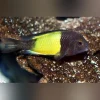 Tropheus Moorii Yellow Banded